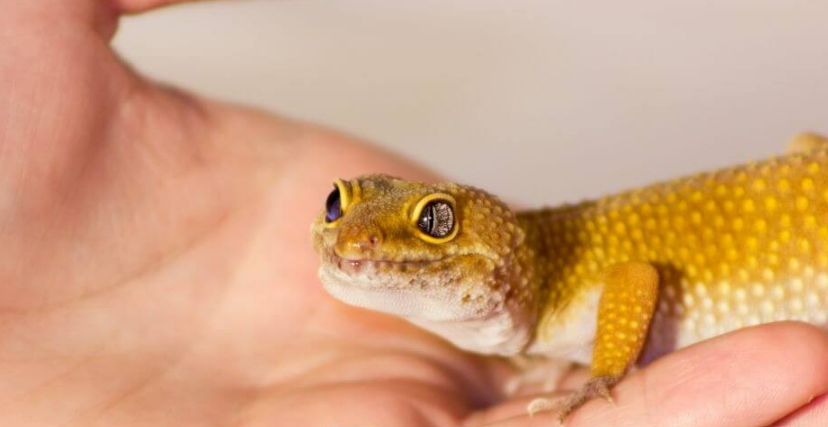 kertenkele-nasil-yakalanir